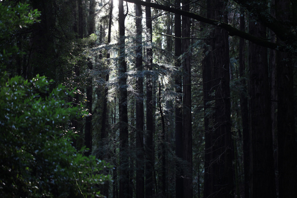 Redwood forest in Wunderlich
