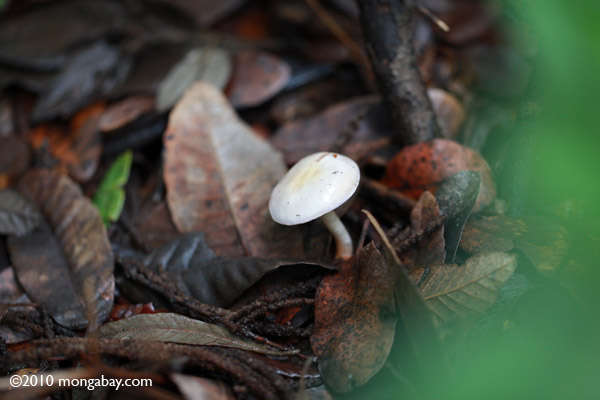 White mushroom

