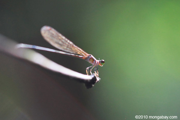 Red and blue damselfly