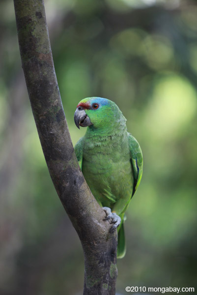 Festive Amazon Parrot (Amazona festiva)