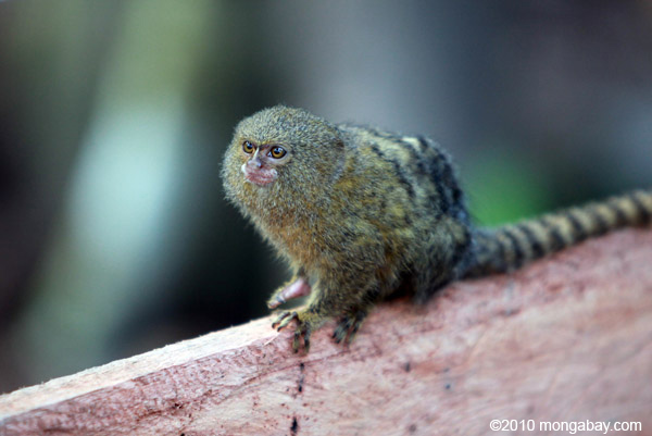 Pygmy Marmoset (Cebuella pygmaea)