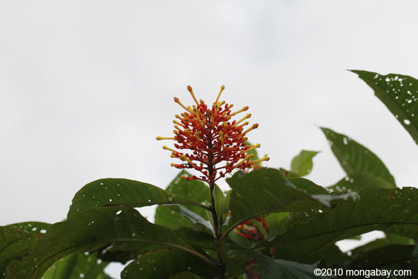 Shrub with range and yellow flowers