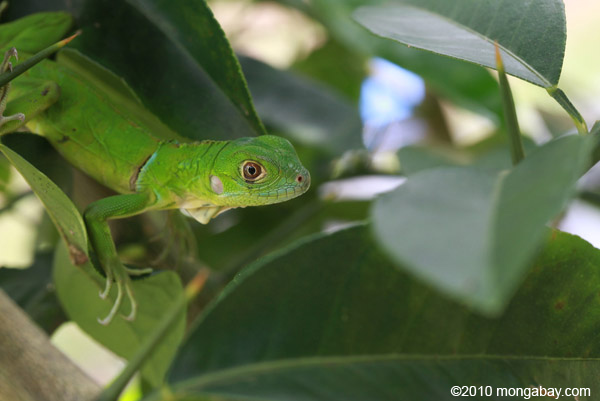 Juvenile green iguana (Iguana iguana)