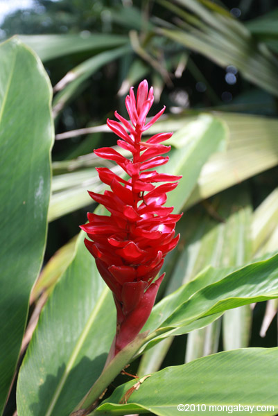 Red ginger