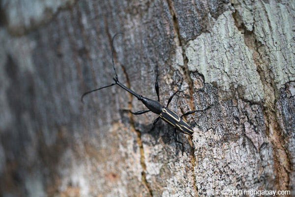 Black and yellow weevil