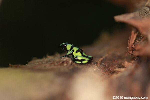 Green and Black Poison Dart Frog (Dendrobates auratus) in Colombia