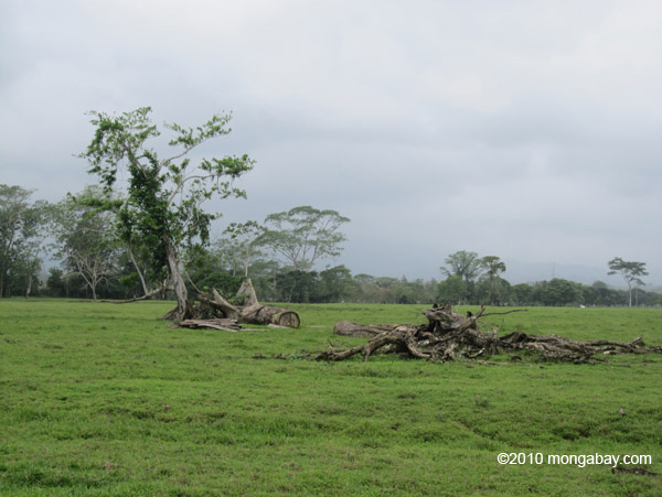 Cattle pasture
