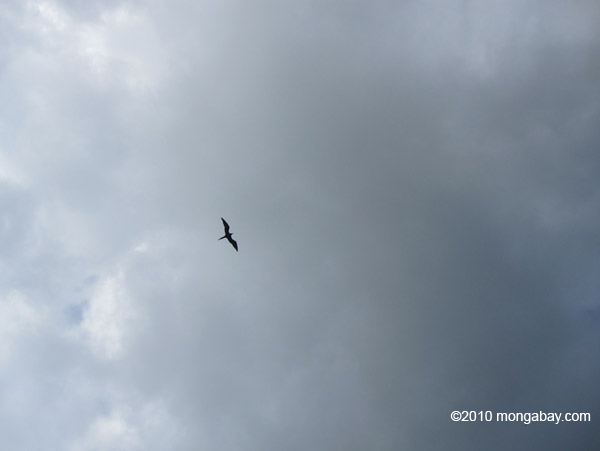 Frigate bird in flight
