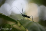 Green longhorn beetle [java_0030]