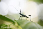 Green longhorn beetle [java_0031]