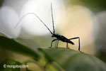 Green longhorn beetle [java_0032]