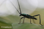 Green longhorn beetle [java_0034]