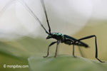 Green longhorn beetle [java_0035]