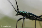 Green longhorn beetle [java_0036]