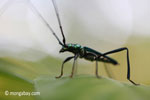 Green longhorn beetle [java_0037]