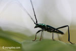 Green longhorn beetle [java_0038]