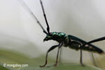 Green longhorn beetle [java_0039]