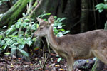 Sunda Sambar (Rusa timorensis)