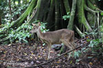 Javan Deer