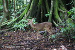 Javan Rusa Deer (Rusa timorensis russa) [java_0043]