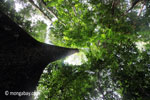 Looking up the trunk of a rainforest tree [java_0048]