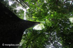 Looking up the trunk of a rainforest tree [java_0050]