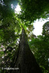 Looking up the trunk of a rainforest tree [java_0051]