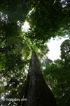 Looking up the trunk of a rainforest tree [java_0052]