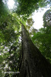 Looking up the trunk of a rainforest tree [java_0053]