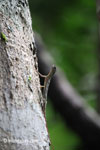 Flying dragon (Draco volans)