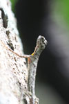 Draco volans flying dragon