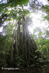 Massive stranger fig tree