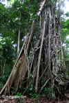 Roots of a giant stranger fig tree