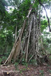 Roots of a giant stranger fig