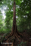 Peucang Island rainforest [java_0083]