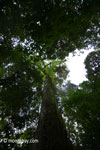 Giant rainforest tree