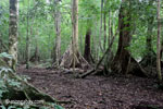 Lowland rainforest in Java