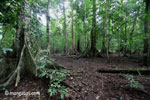 Lowland rainforest in Java's Ujung Kulon National Park