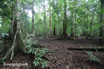 Lowland jungle in Java's Ujung Kulon National Park