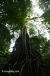 Massive rainforest stranger fig