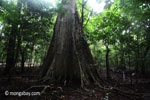 Lowland rain forest in Java's Ujung Kulon