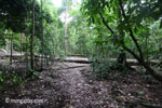 Fallen rain forest tree in Java's Ujung Kulon