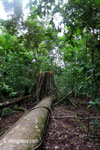 Fallen tree in Java's Ujung Kulon