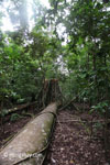 Fallen tree in Java's Ujung Kulon National Park