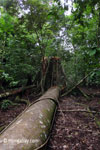 Fallen rain forest tree in Ujung Kulon