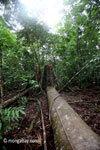 Fallen tree in Ujung Kulon [java_0114]