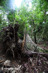 Fallen rainforest tree in Ujung Kulon N.P. [java_0116]