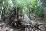 Fallen tree in Ujung Kulon