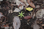 Fallen rainforest flower [java_0119]