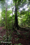 Ujung Kulon rainforest